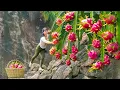 Download Lagu Rewind Timelapse: Harvesting Dragon Fruits on the High Rock Goes to Market Sell - Vegetable Seeding