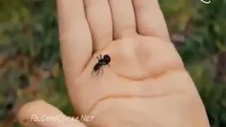 the ant ant magic