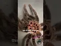 This GIANT Tarantula Just Molted