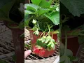 Download Lagu STRAWBERRY DI MAKAN BURUNG JADI KROAK DAH🤣