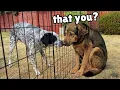 Rescue Dog Was Completely Shut Down Until He Saw His Sister