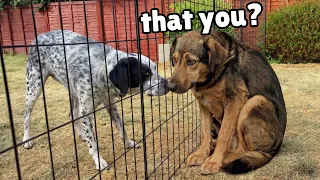 Watch the Moment this Completely Shutdown Rescue Reunites With His Sister