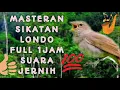 Download Lagu Masteran sikatan londo | Sikatan Londo Jeda 1 menit full 1 jam