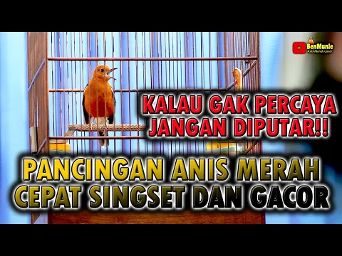 Download MP3 SUARA ANIS MERAH BETINA DAN JANTAN SANGAT AMPUH UNTUK PANCINGAN ANIS MERAH BIAR BUNYI