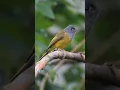 Download Lagu Sikatan kepala-abu (Culicicapa ceylonensis)