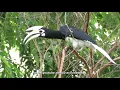 Download Lagu Bird Call: ORIENTAL PIED HORNBILL