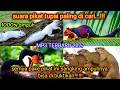 SUARA TUPAI | TERBARU 2022 | PANCINGAN AMPUH BUAT BERBURU