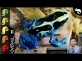 Poison Dart Frog The Best Pet Amphibian
