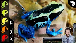 Poison Dart Frog The Best Pet Amphibian