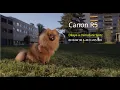 Download Lagu Dilaya, a happy miniature spitz (dog). Ein glücklicher Kleinspitz. Canon R5 / 8K 30 / 4K 120