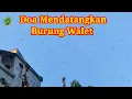Doa untuk Mendatangkan Burung Walet