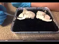 Sheep brain dissection--Biol220L
