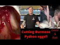 Cutting Burmese Python Eggs