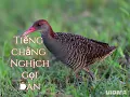 Download Lagu Tiếng chằng nghịch gọi đàn #bẫychim #baychim #tiengchimdem 