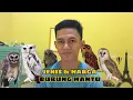 Download Lagu JENIS DAN HARGA BURUNG HANTU