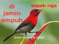 Download Lagu suara pikat sepah raja Sulawesi di jamin sangat ampuh