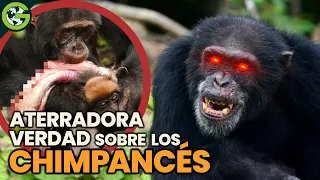 La ATERRADORA VERDAD sobre los CHIMPANCÉS 🙉