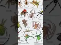 Download Lagu #viral #spidersoftheworld #spiderseason #insects #gagamba #damang #highlights