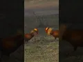 Download Lagu Sri lanka Jungle fowl Fight (Ayam Hutan Jengger Api) Bertarung