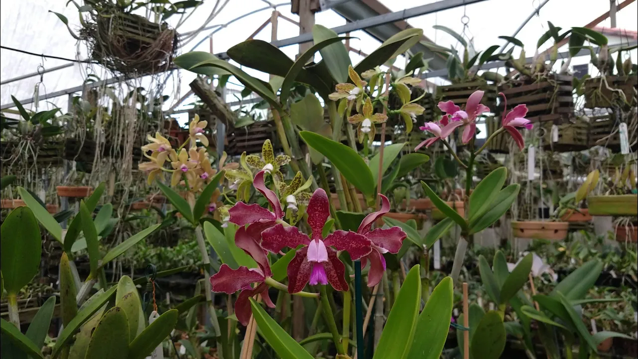 FLORAÇÃO DE ORQUÍDEAS CATTLEYA GUTTATA E CATTLEYA LABIATA ORQUIDÁRIO GUARAPARI