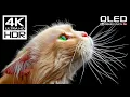Stunning 4K Videos | Dolby Vision HDR 4K 60FPS Videos