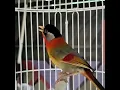 Lagu Burung panca warna memangil betina