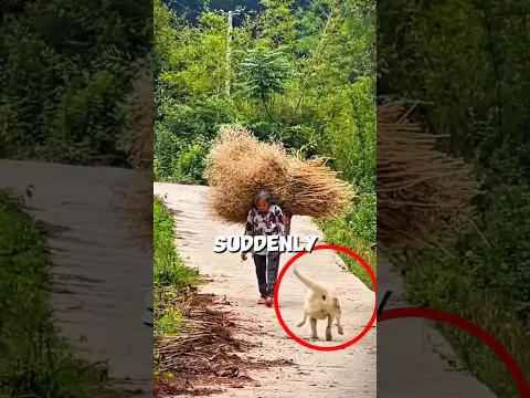 Everyone Thought This Dog Was About to Attack!😱❤️