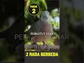 Download Lagu APA NAMA 2 NADA Perkutut INI #perkutut #birds #gacor #kicaumania #burung #suara #perkututlokalgacor