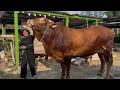 Download Lagu BONGKAR AMUNISI PERANG SAPI RAKSASA KANDANG PEDALAMAN🔥🔥🔥