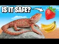What is Safe for a Bearded Dragon to Eat