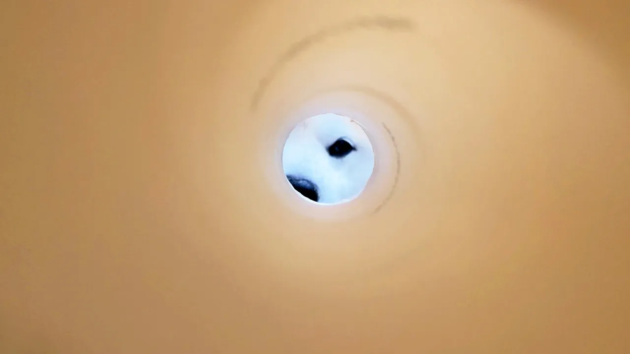 柴犬とたまに目が合う小っちゃな穴