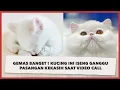 Download Lagu Gemas Banget ! Kucing Ini Iseng Ganggu Pasangan Kekasih saat Video Call