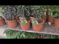 Download Lagu B\u0026Q indoor \u0026 outdoor plant collections !