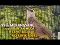 Trucuk BETINA memanggil Jantan Suara Birahi Ngecuplik 100% pancingan trucukan gacor agar BUNYI EMOSI