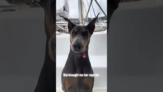 #fyp #dream #pets #doberman #creatorsearchinsights