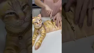 مو هل درجه مسويه كيكه على شكل قط 