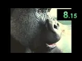 Oliver eats an Apple Any speedrun World Record 22 17
