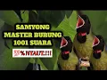 MASTER BURUNG SAMYONG 1001 SUARA || GEMERICIK AIR DAN KICAU BURUNG LIAR