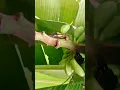 Download Lagu PISANG LELEN YG PULEN DAN MANIS