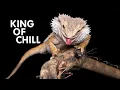 Bearded Dragon The King of Chill with a Jet-Black Secret