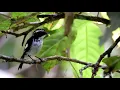 Download Lagu Mengintip burung Sikatan Belang mandi di habitatnya