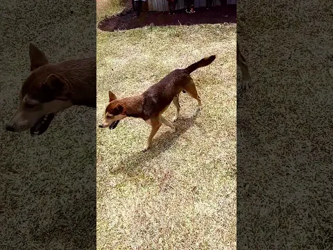Love Puppies 🐶 😍 SUBSCRIBE!! 🐕