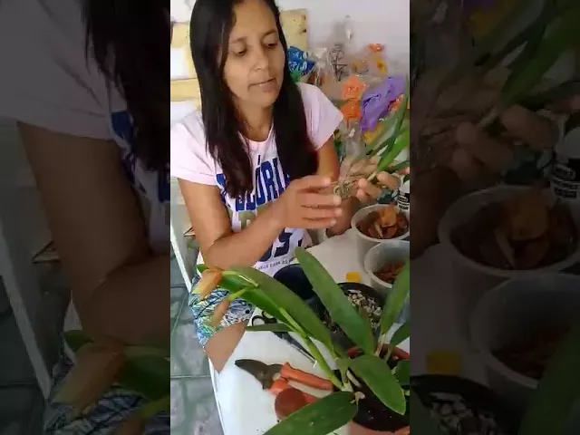 COMO PLANTA SUA ORQUIDEA BC BRASSAVOLA COM CATTLEYA