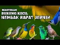 Lagu Kombinasi BURCIL TERBAIK‼️Full tembakan rapat JERNIH dan BERJEDA
