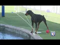Doberman Rescue League needs support in Broward