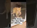 Lagu Yardım isteyen bir Anne🥹#kedishorts#hayvanseverler#hayvansever#hayvanlarıkoru#kediyavrusu#cat