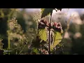 Rachel Chinouriri - So My Darling  | Mahogany Session