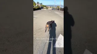 Big pouty baby ! #fyp #dream #vlog #doberman #pets