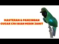 Lagu MASTERAN CUCAK IJO ISIAN MESIN JAHIT + SUARA AIR