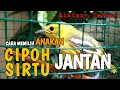 Download Lagu CARA MEMBEDAKAN ANAKAN SIRTU / CIPOH JANTAN DAN BETINA I CIPOH ANAKAN JANTAN